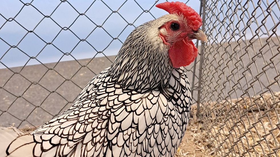 Wie schön Hühner sein können, zeigte sich auf der Geflügelschau in Norden. Foto: privat