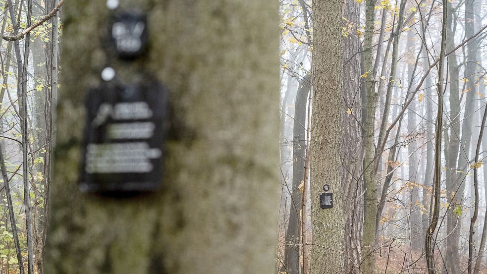 In vielen Friedwäldern weisen kleine Tafeln mit den Namen der Verstorbenen auf ihre letzte Ruhestätte hin. Foto: DPA