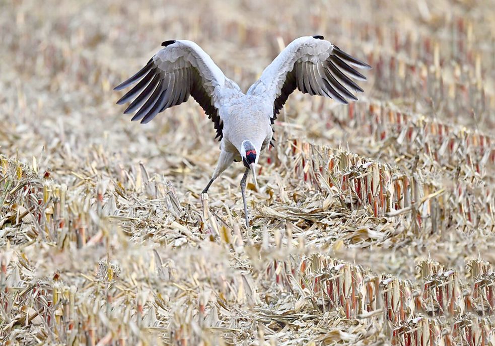 Auffälliger Vogel vor den Toren Vechtas: Im Boller Moor verhalten sich viele Kraniche so, dass dies auf eine Erkrankung hindeutet. Foto: Matthias Niehues