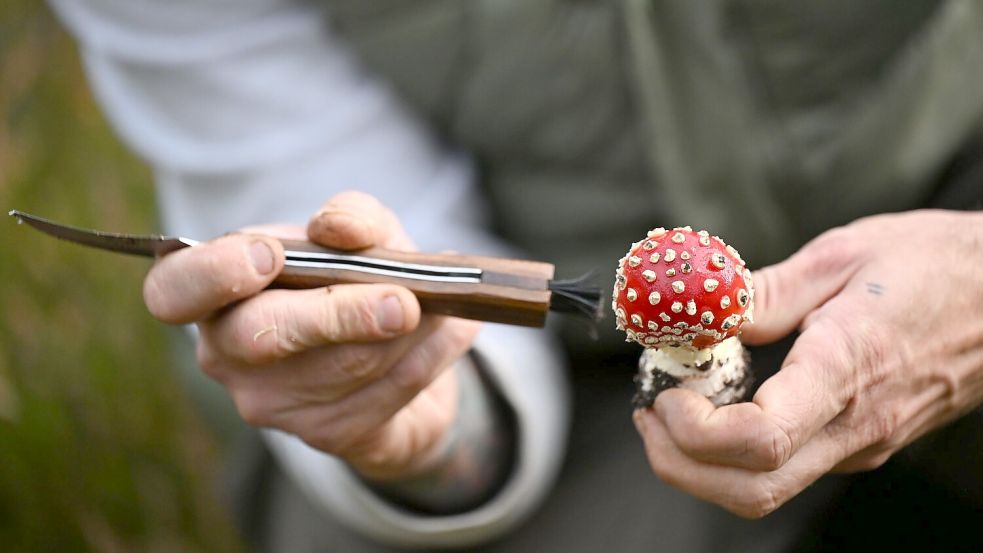 Schmid putzt die Pilze bereits im Wald. Foto: Lilli Förter