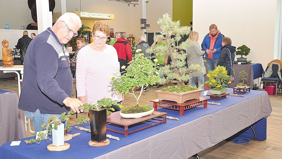 Die Besucher schauen sich interessiert die Bonsai an. Foto: Bodo Wolters