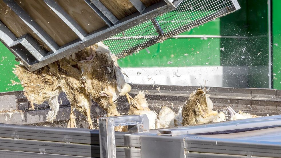 Wegen der Geflügelpest müssen in Deutschland derzeit viele Tausend Hühner, Gänse, Enten und Puten gekeult werden. Foto: Frank Hammerschmidt