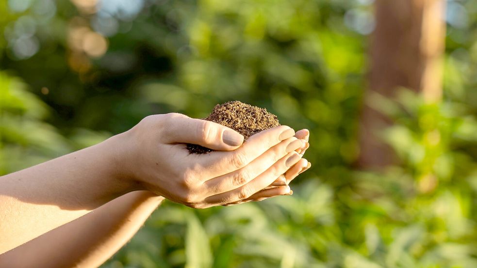 Neue Bestattungsform: Bei der Reerdigung wird der Leichnam nach einem 40-tägigen Verfahren zu Erde. Foto: Unsplash / Triago Patriota