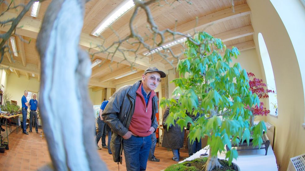 Bonsais stehen an diesem Wochenende im Mittelpunkt einer Ausstellung im Miniaturland Leer. Symbolfoto: Sebastian Bete/Archiv
