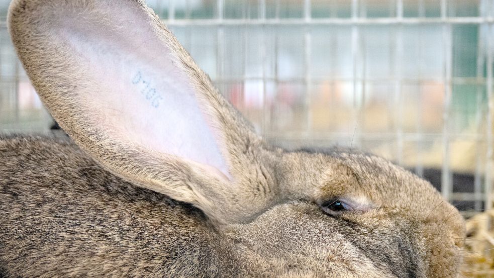 Ein Kaninchen der Rasse „Deutsche Riesen“ (wildfarben) sitzt in seinem Käfig: In Apen ist an diesem Wochenende eine Rassekaninchenschau. In Leer wird Geflügel ausgestellt, in Weener Vögel. Symbolfoto: Soeren Stache/DPA