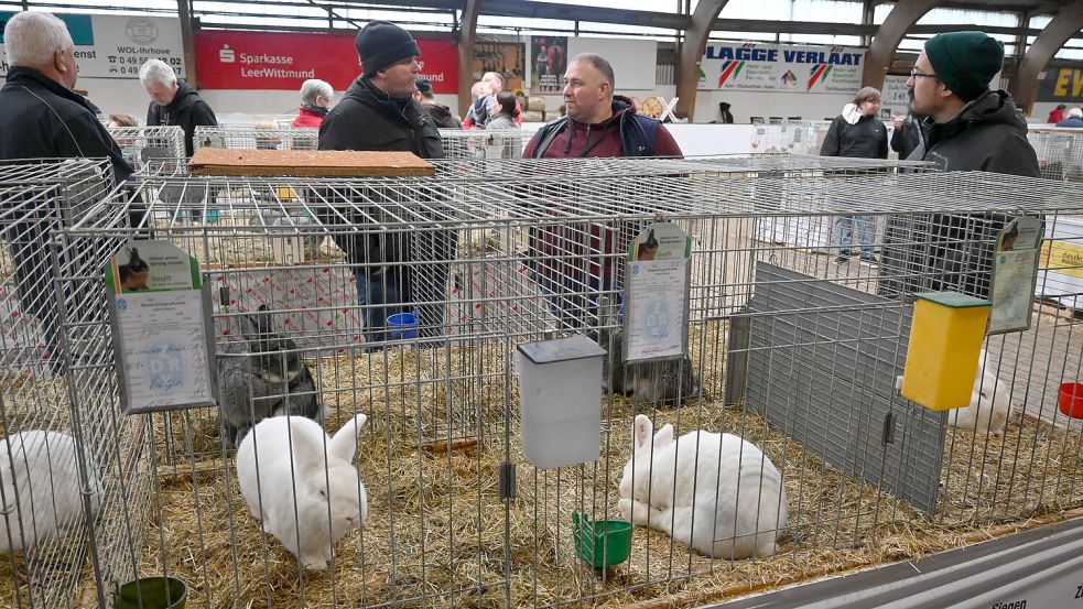 Fachsimpeln vor Käfigen: Auch das gehörte zur Rassekaninchenschau in Ihrhove dazu. Foto: Holger Weers
