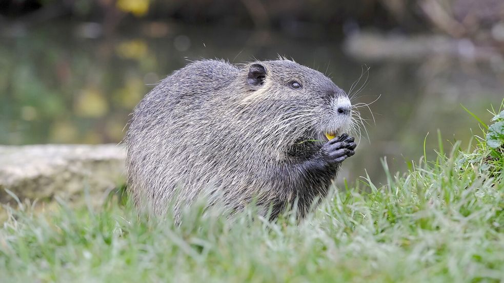 Nutria sind mit dem Meerschweinchen verwandt und in ihrer Größe zwischen Bisam und Biber einzuordnen. In diesem Jahr wurden sie am Nordgeorgsfehnkanal gesichtet. Foto: Pixabay