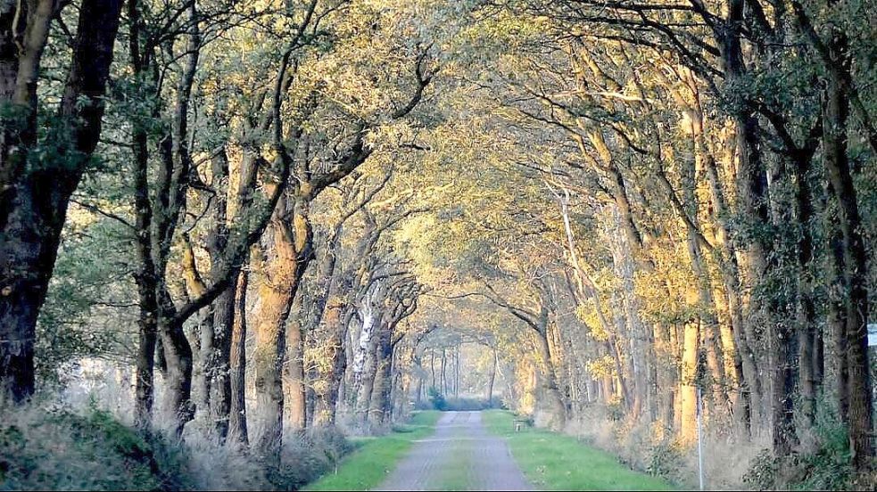 Thomas Cobus hat uns dieses schöne Foto des Alten Postwegs zwischen Bagband und Strackholt geschickt. Foto: Thomas Cobus