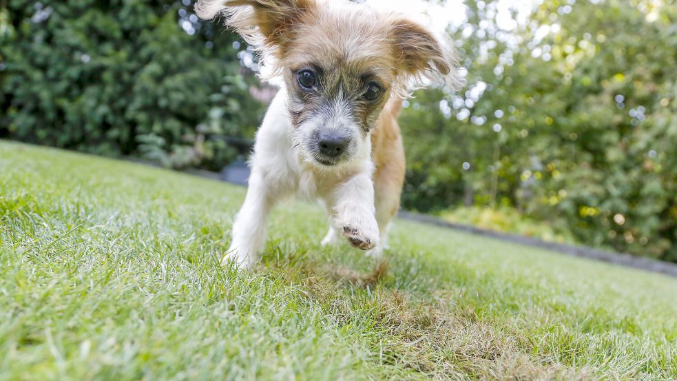 Wer einen Hund aus dem Tierheim Osnabrück kauft, bekommt im ersten Jahr die Hundesteuer über einen Umweg erstattet. Foto: Lars Schroer
