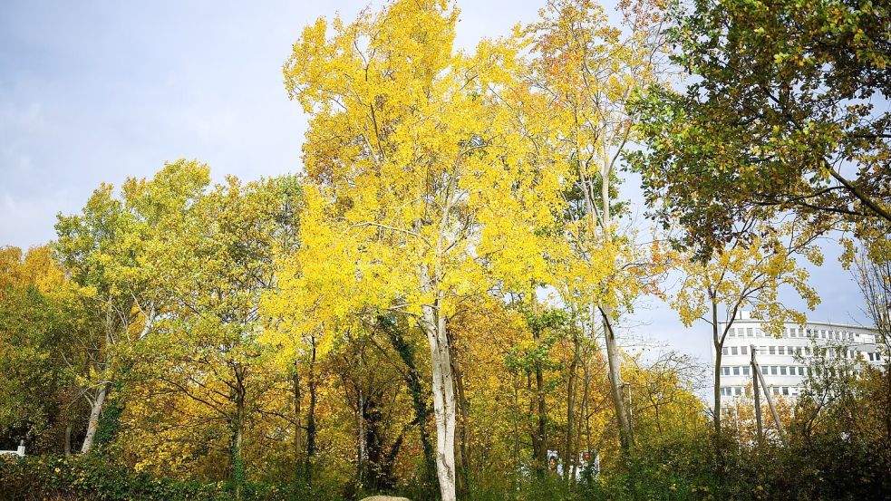 Die Zitterpappel (Populus tremula) - auch Espe oder Aspe genannt - ist Baum des Jahres 2026. Foto: Julian Stratenschulte