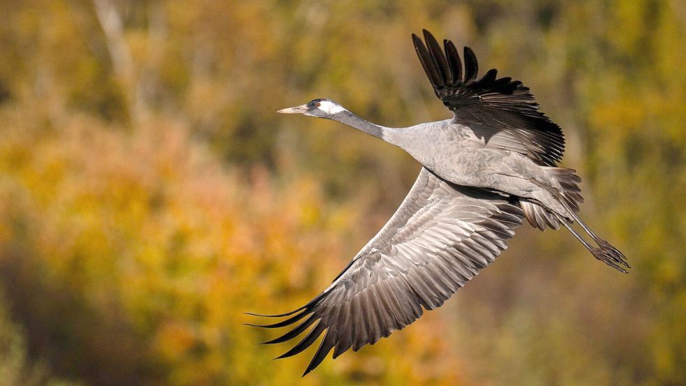 Für eine Entwarnung ist es noch zu früh: Aktuell werden tot aufgefundene Wildvögel untersucht - darunter auch Proben von mehreren Kranichen. Diese Ergebnisse stehen noch aus. Foto: dpa/Sina Schuldt