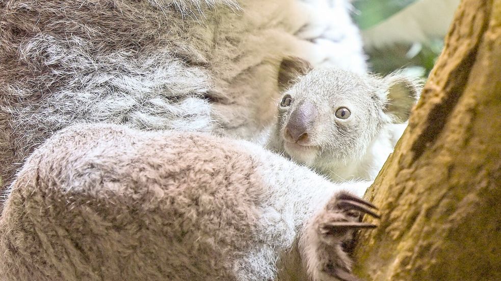 Ein kleines Koala-Jungtier wächst im Zoo Leipzig heran. Foto: Jennifer Brückner