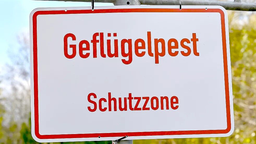 Die Geflügelpest wurde in einem Stall in der Gemeinde Bösel nachgewiesen. Symbolfoto: DPA
