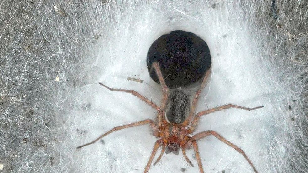 Eine Hauswinkelspinne in ihrem Trichternetz Foto: Marek Audy/Urak et al. 2025, Sub