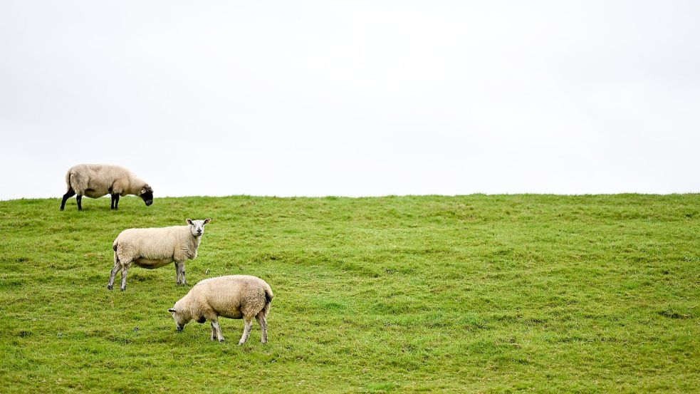 Auf Deichen sind Regelungen zum Schutz der Weidetiere schwieriger - und deshalb sollen dort Wolfs-Abschüsse leichter möglich werden. Foto: Lars Penning