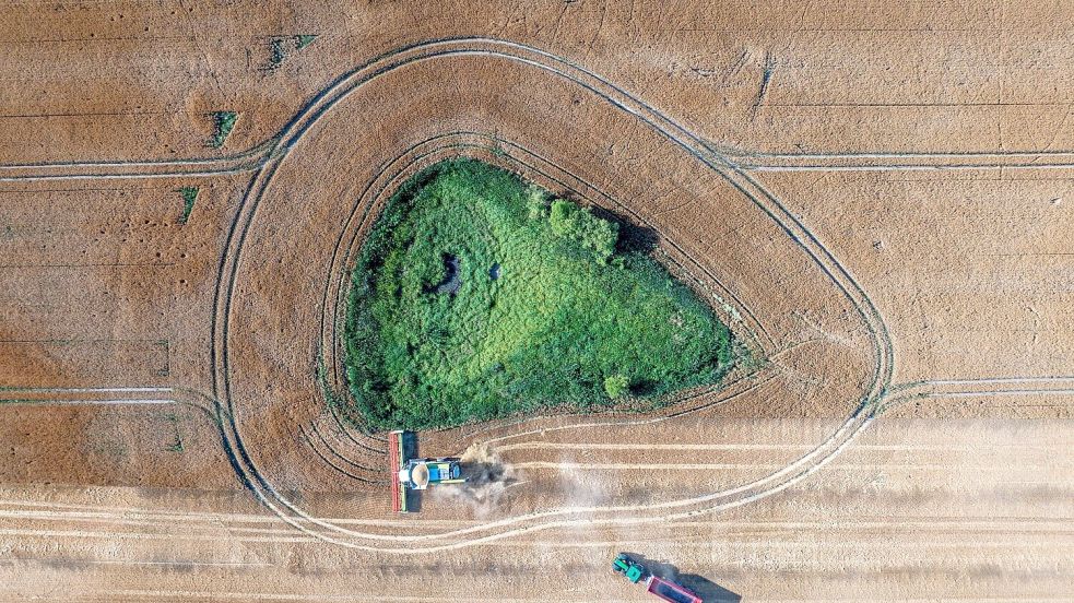 Die Agrarwirtschaft befürchtet, dass Landwirte künftig weniger EU-Geld bekommen. (Archivbild) Foto: Jens Büttner