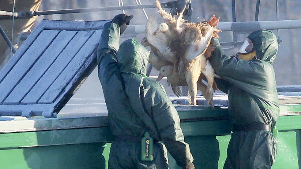 Die Mehrzahl der menschlichen Infektionen mit der Vogelgrippe zeigten zuletzt einen milden Verlauf. Foto: dpa/AP/Bob Edme