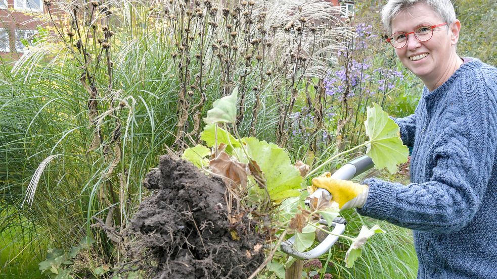 Frauenmantel neigt zum Wuchern, lässt sich aber durch Teilung gut verkleinern: Der Herbst ist die perfekte Zeit dafür. Foto: Klaus Ortgies