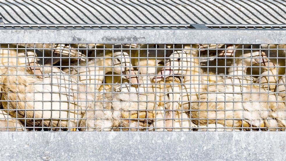 Laut Friedrich-Loeffler-Institut (FLI) kommen in Deutschland täglich Geflügelpest-Ausbrüche in Geflügelhaltungen hinzu. (Archivbild) Foto: Frank Hammerschmidt