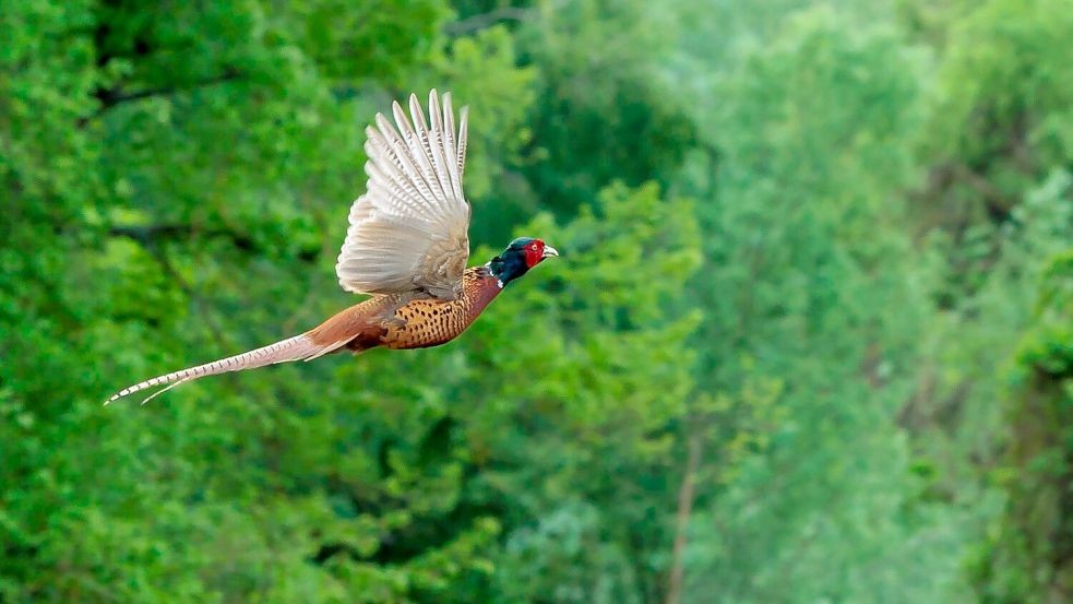 Ein Fasan im Flug: Die Vögel können bis zu 1500 Kilogramm Gewicht auf die Waage bringen. Foto: Jörg Halisch/dpa