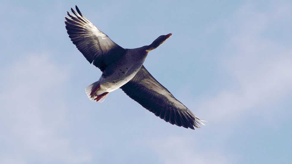Im Rheiderland können Interessiere auf den Spuren der Wildgänse wandeln. Foto: Robert Michael/dpa