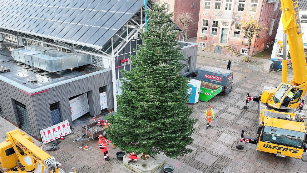 Die mächtige Tanne auf an der Auricher Markthalle ist rund zehn Meter hoch. Foto: Jurij Babanin
