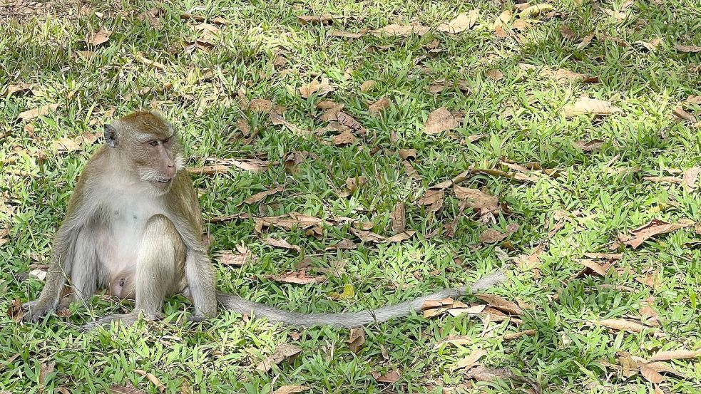 Thailändische Behörden haben Dutzende Affen befreit. (Archivbild) Foto: Carola Frentzen/dpa