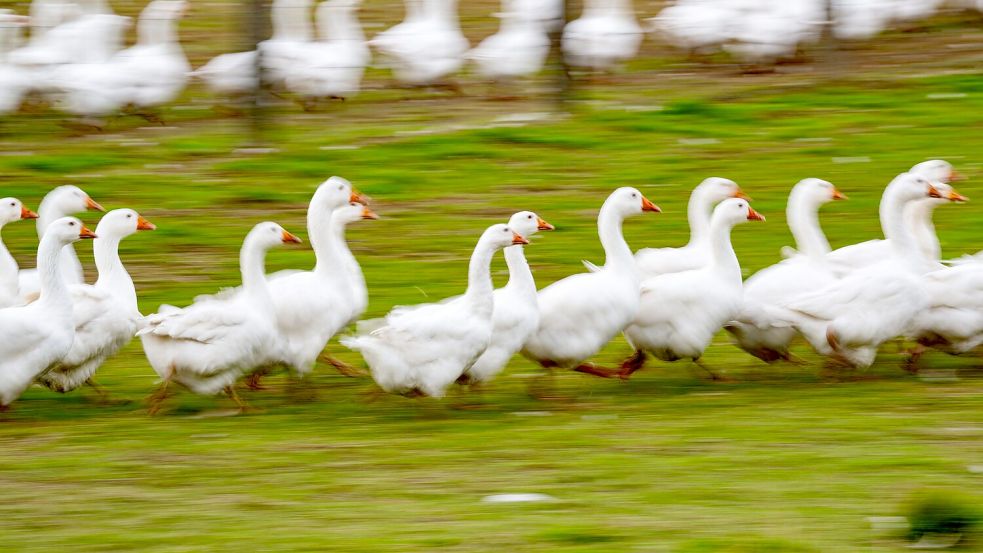 Rund um den Martinstag und Weihnachten ist Hochsaison für Gänsehalter. (Archivbild) Foto: Robert Michael