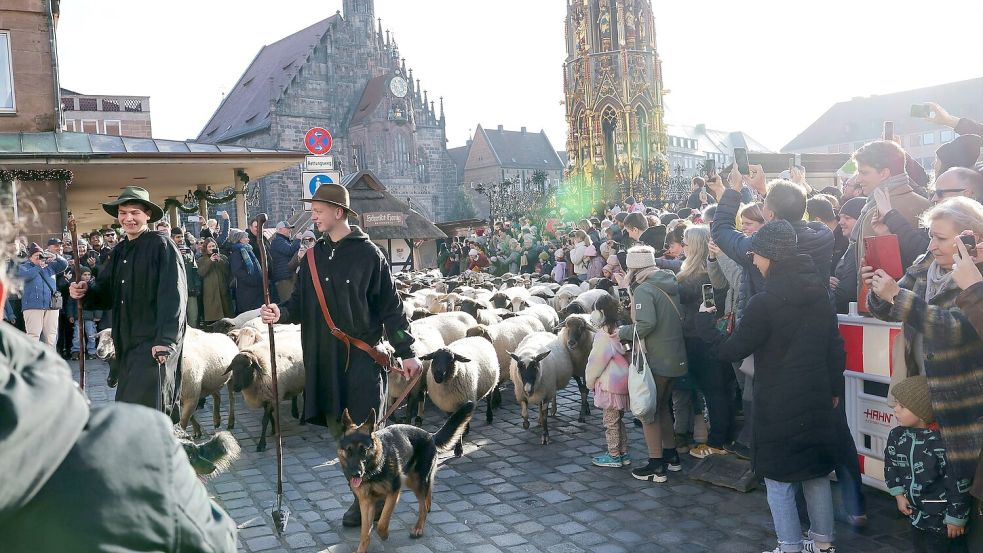 Eine Herde mit 600 Schafen ist in Nürnberg mitten durch die Stadt zu ihren Winterweiden gezogen. Foto: Daniel Löb