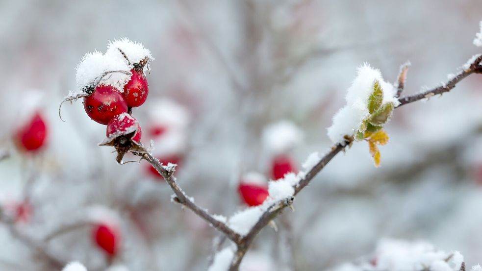Der DWD spricht von einer „frühwinterlichen Phase im Spätherbst“. Foto: Thomas Warnack/dpa