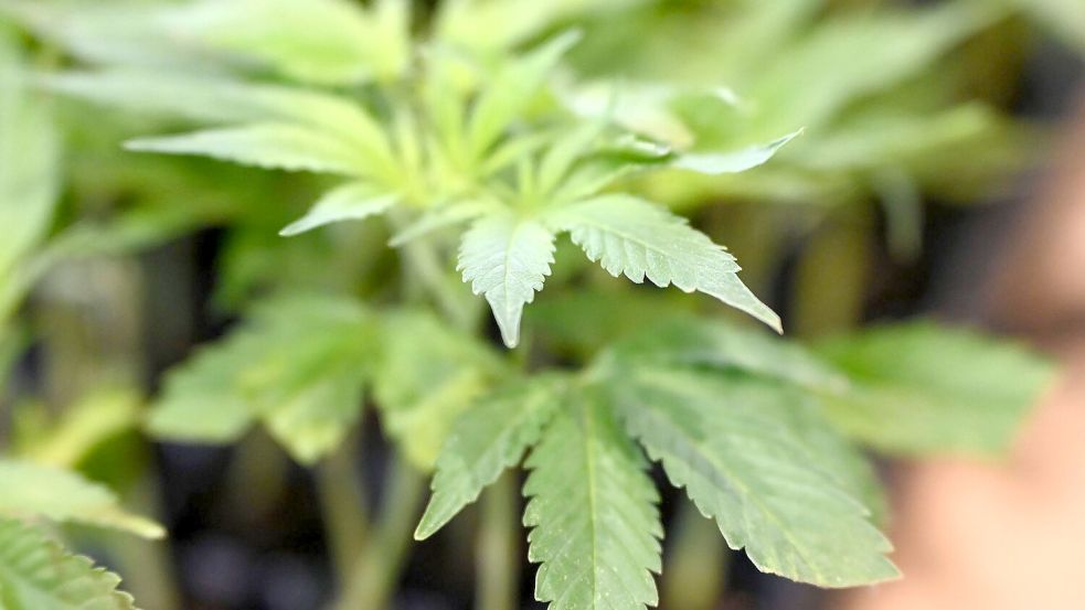 Die Ermittler entdeckten Marihuana. (Symbolbild) Foto: Michael Brandt