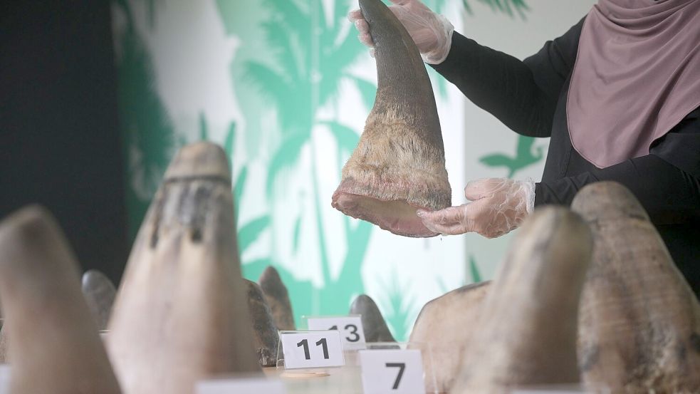 Die Hörner von Nashörnern sind heiß begehrt - vor allem in Asien. Foto: Then Chih Wey/XinHua/dpa