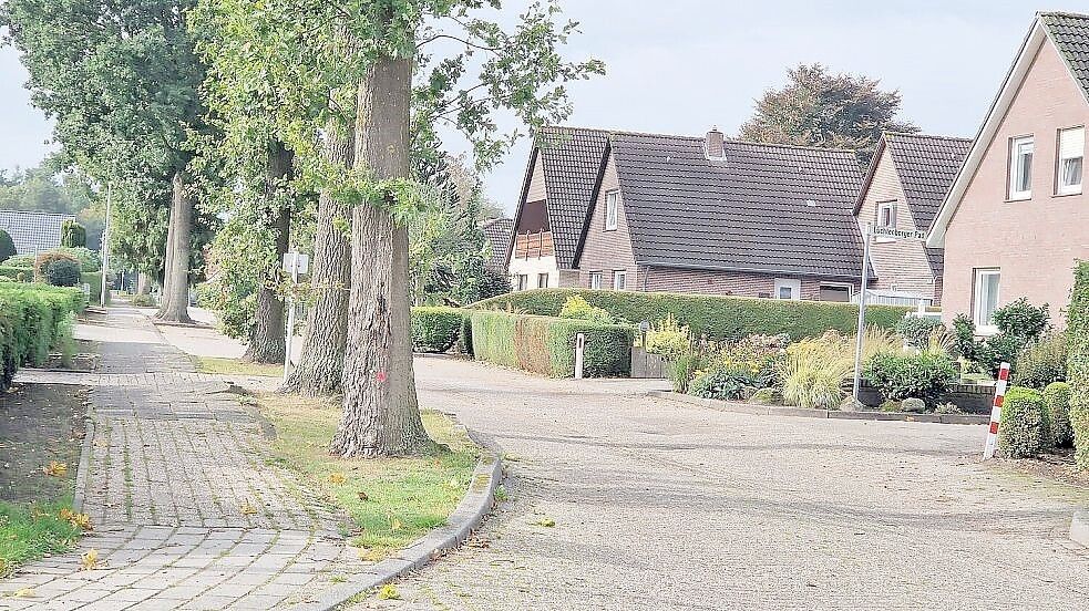 Die Bäume prägen das Straßenbild am Lüchtenborger Weg in Weener, drücken aber das Gehwegpflaster hoch. Foto: Tatjana Gettkowski