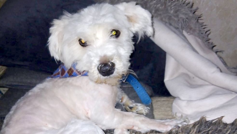 Die Hunde waren nach Angaben der Tierschützer total verfilzt. Deshalb seien sie fast bis auf die Haut geschoren worden. Foto: Chris Schlonsak/Lebenshof von Strolchen – Lebenswürde für Tiere