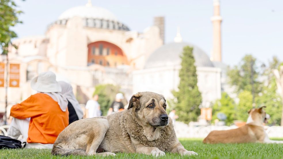 Straßenhunde in Istanbul sollen künftig nicht mehr gefüttert werden dürfen. (Archivbild) Foto: Francisco Seco/AP/dpa