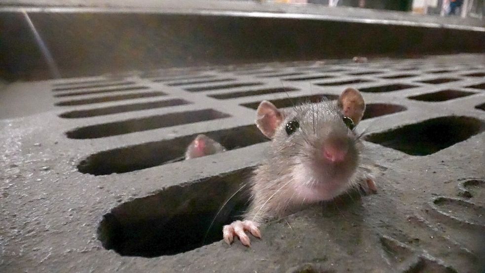 In rund 400 Fällen pro Jahr rücken die Schädlingsbekämpfer für die Stadt Aurich aus. Foto: DPA