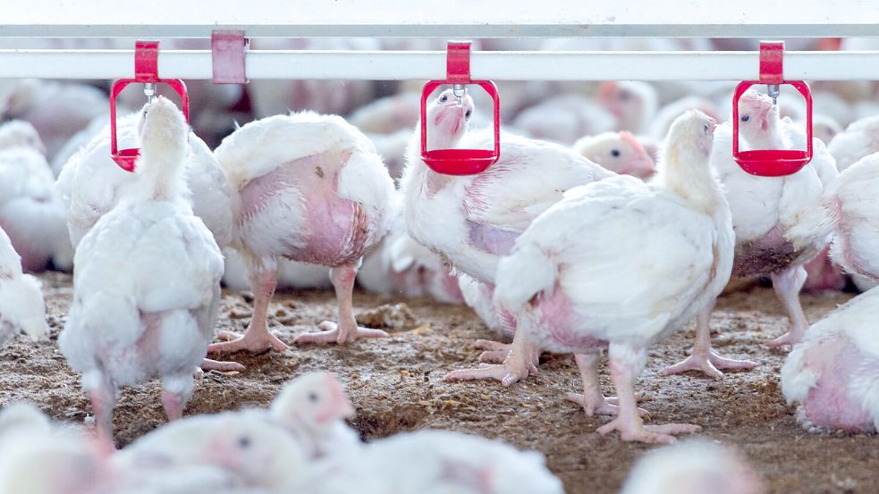 Hühner stehen in einem Geflügelmastbetrieb in Spanien. In den Niederlanden gab es nun einen Ausbruch der Vogelgrippe nahe der Grenze zu Deutschland. Symbolfoto: Gustavo Valiente/EUROPA PRESS/dpa