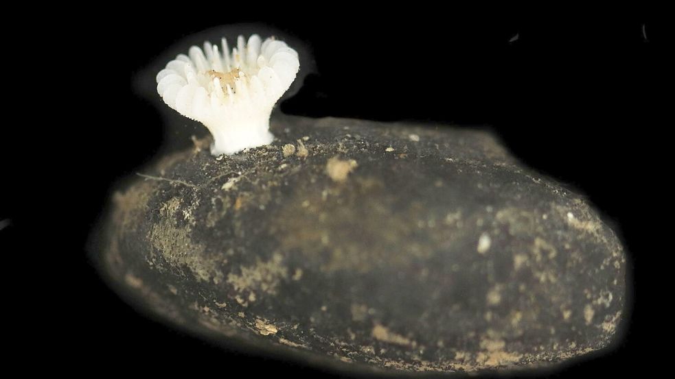 Forscher haben die bislang unbekannte Korallenart in der Tiefsee entdeckt. Foto: Guadalupe Bribiesca-Contreras/Na