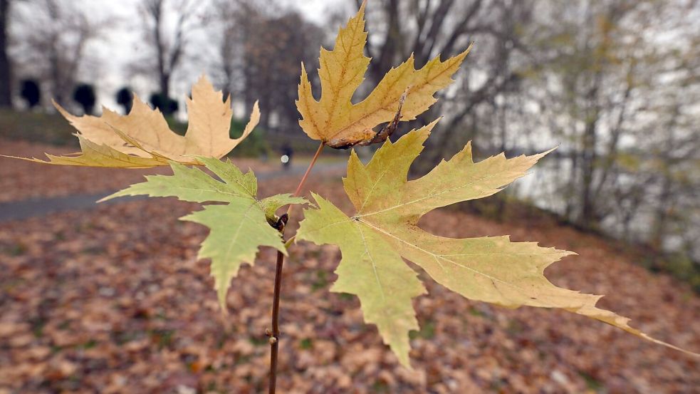 Der Deutsche Wetterdienst gibt seine Bilanz für den Herbst bekannt. (Symbolbild) Foto: Federico Gambarini
