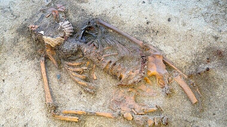 Das Skelett einer verheirateten Frau aus dem 9. Jahrhundert ist außergewöhnlich gut erhalten. Foto: Raymond Sauvage/NTNU Vitenskapsmuseet