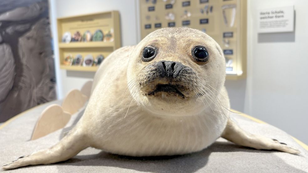 Seehund Sontje war schon in der alten Ausstellung einer der Stars bei den Besuchern. Vor seinem Einzug ins neue Wattenhuus wurde der Heuler von einem Tierpräparator aufgehübscht. Foto: Susanne Ullrich