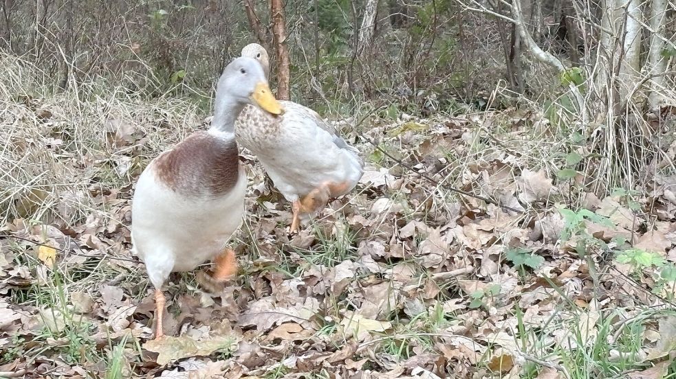 Neugierig kommen die Laufenten auf die Kamera zu. Foto: Horst Kruse