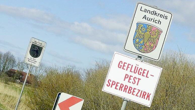 Im Bereich Dornum wird erneut ein Geflügelpestsperrbezirk eingerichtet. Dieses Foto stammt aus dem Jahr 2020. Foto: Holger Janssen