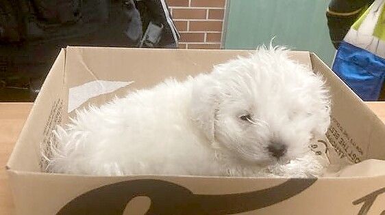 Dieser kleine Hund wurde in letzter Minute von Mitarbeitern des Entsorgungsbetriebes in einer Papiertonne in Göttingen entdeckt. Wie bei dem im Februar 2025 in einem Altkleidercontainer entsorgten Welpen in der Stadt Schortens handelt es sich auch hier um einen Malteser. Foto: Polizei Göttingen