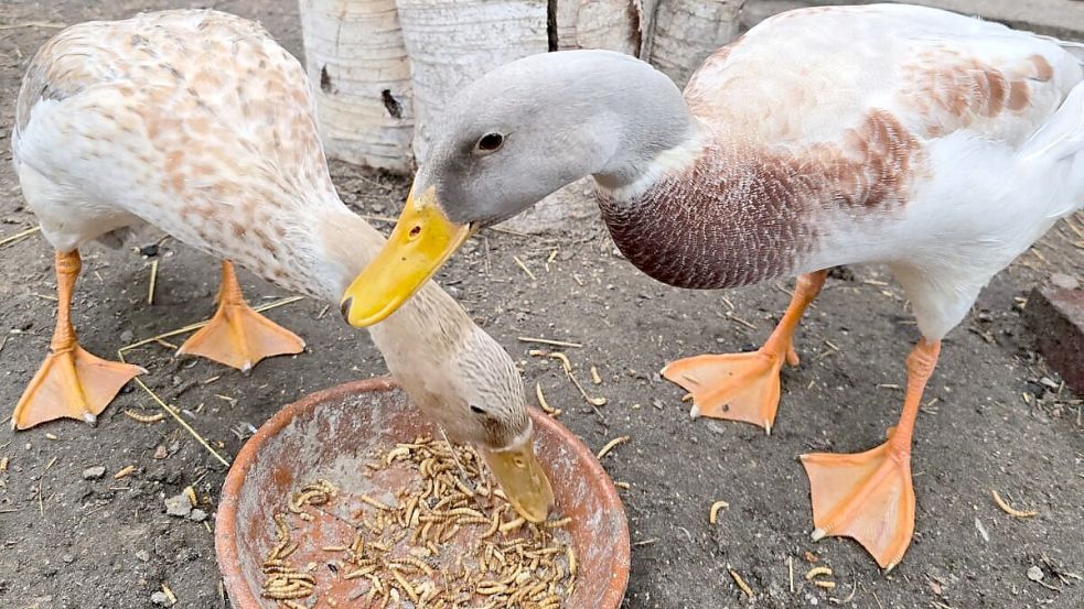 Die ausgebüxten Laufenten sind seit Mittwochmittag wieder im heimischen Gehege. Nach all der Aufregung gab es erstmal eine Portion Würmer. Foto: Privat