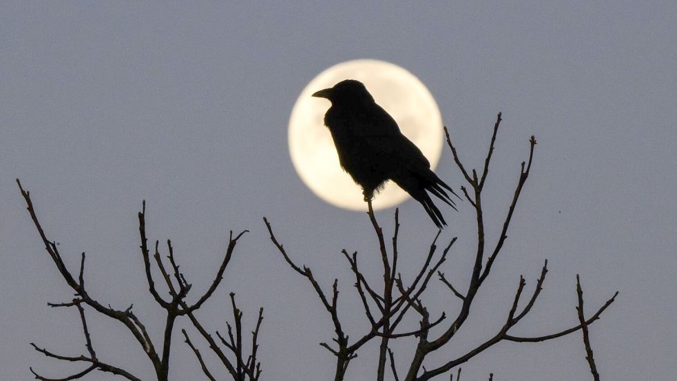 Faktoren wie Licht, die Tagesstruktur, psychische Verfassung sowie die Umgebung haben einen großen Einfluss auf unseren Schlaf, sagt Chronobiologe Spitschan. (Archivbild) Foto: Julian Stratenschulte