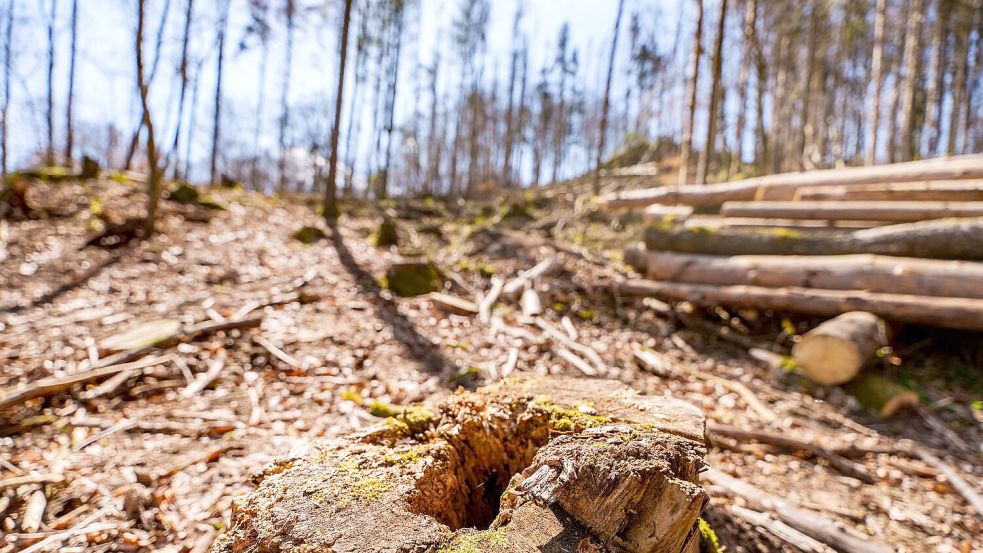 Die EU-Entwaldungsverordnung wird nach Druck auf der Wirtschaft abgeschwächt. (Symbolbild) Foto: Andreas Arnold