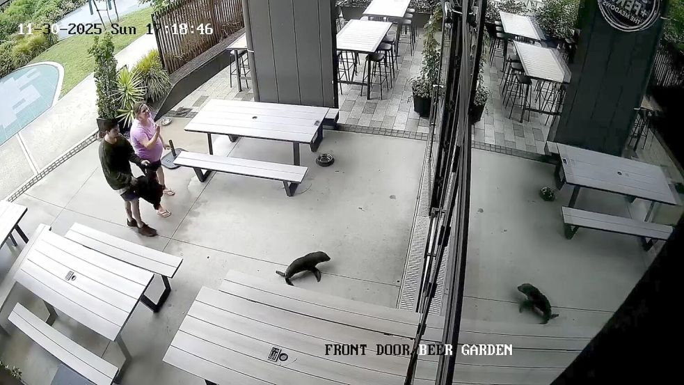 Das niedliche Robbenbaby watschelte plötzlich durch die Vordertür ins Pub. Foto: Uncredited/Sprig + Fern The Mead