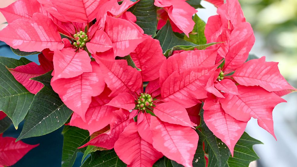 Der Weihnachtsstern ist zur Adventszeit nach wie vor der Klassiker unter den Zimmerpflanzen. Foto: Imago/CTK Photo/Ludek Perina