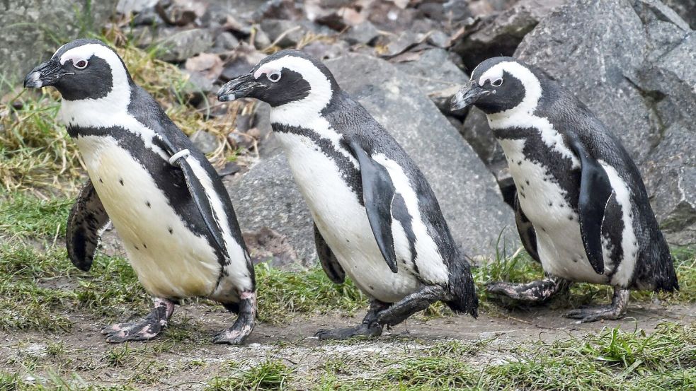 Brillenpinguine im Tierpark Berlin Foto: Kira Hofmann